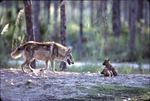 Father Chinese golden wolf walking towards two of his pups at Miami Metrozoo