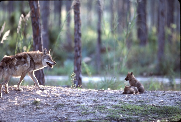 Father Chinese golden wolf ascending hill to pups at Miami Metrozoo