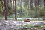 Three Chinese golden wolf pups huddling closely in their habitat at Miami Metrozoo