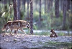 Father Chinese golden wolf approaching two of his pups at Miami Metrozoo