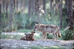Mother Chinese golden wolf with pups asking for attention at Miami Metrozoo