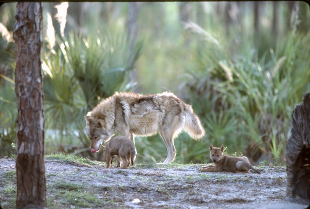 Two Chinese golden wolf pups exploring their habitat at Miami Metrozoo with their father