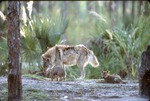 [1980/2000] Two Chinese golden wolf pups exploring their habitat at Miami Metrozoo with their father