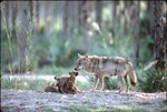 Mother Chinese Golden wolf giving attention to pups at the Miami Metrozoo habitat