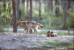 Mother Chinese golden wolf walking away from her huddled three pups at Miami Metrozoo