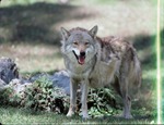 Male Chinese golden wolf in habitat beside rocks at Miami Metrozoo