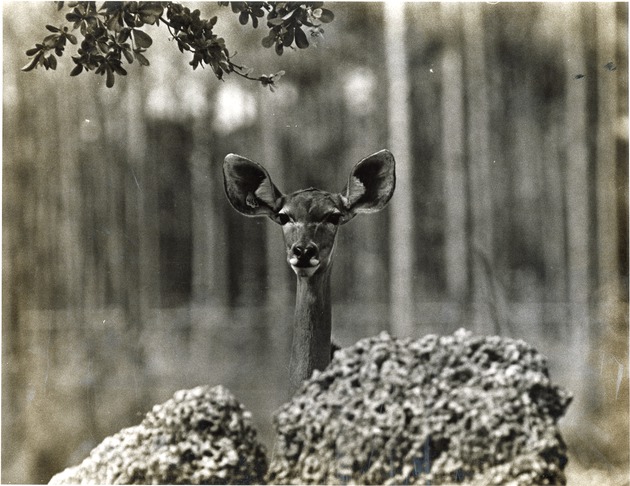 Female greater Kudu popping up above a rock in habitat at Miami Metrozoo