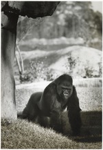 Ramar the lowland gorilla in his new habitat at Miami Metrozoo