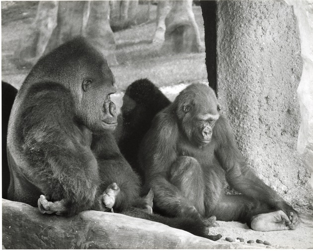 Adult lowland gorilla looking at younger gorilla at Miami Metrozoo