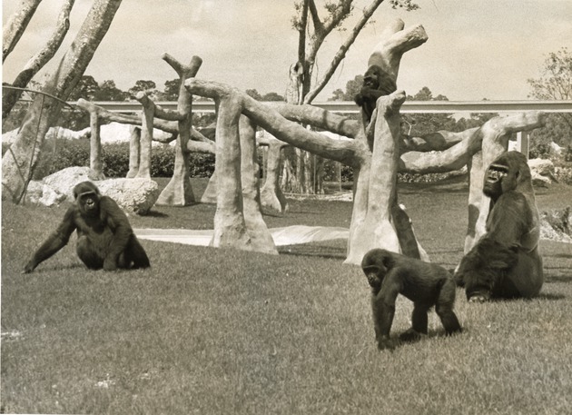 Four Lowland Gorillas in their habitat field at Miami Metrozoo