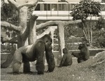 Adult Lowland Gorilla and two younger gorillas in  Miami Metrozoo with Monorail passing behind
