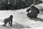 Lowland gorilla playing with an upside down bucket and young gorilla at Miami Metrozoo