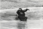 Lowland gorilla sliding into the habitat's pool at the Miami Metrozoo