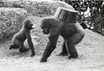 Young lowland gorilla looking at older gorilla who with a bucket on its back at Miami Metrozoo