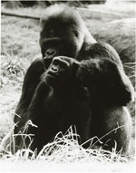 Older Lowland gorilla grooming young gorilla at Miami Metrozoo