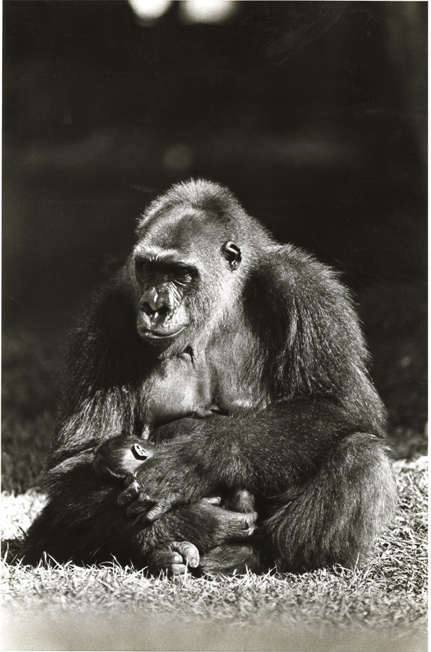Mother Lowland gorilla Josephine feeding her baby Moja at Miami Metrozoo