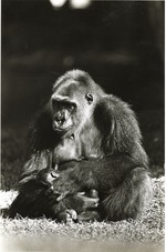 [1970/1990] Mother Lowland gorilla Josephine feeding her baby Moja at Miami Metrozoo