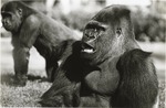 Adult female Lowland gorilla with younger gorilla in the background at Miami Metrozoo