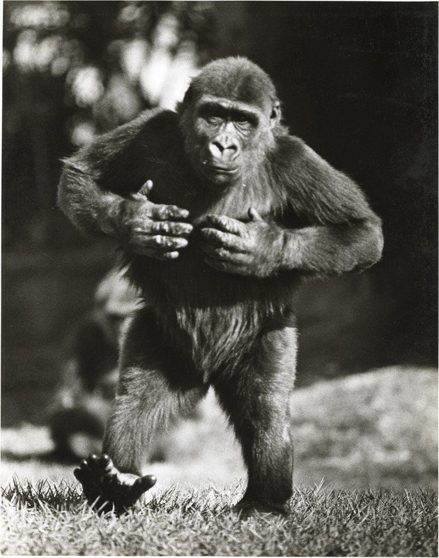 Lowland gorilla banging hands against its chest at Miami Metrozoo