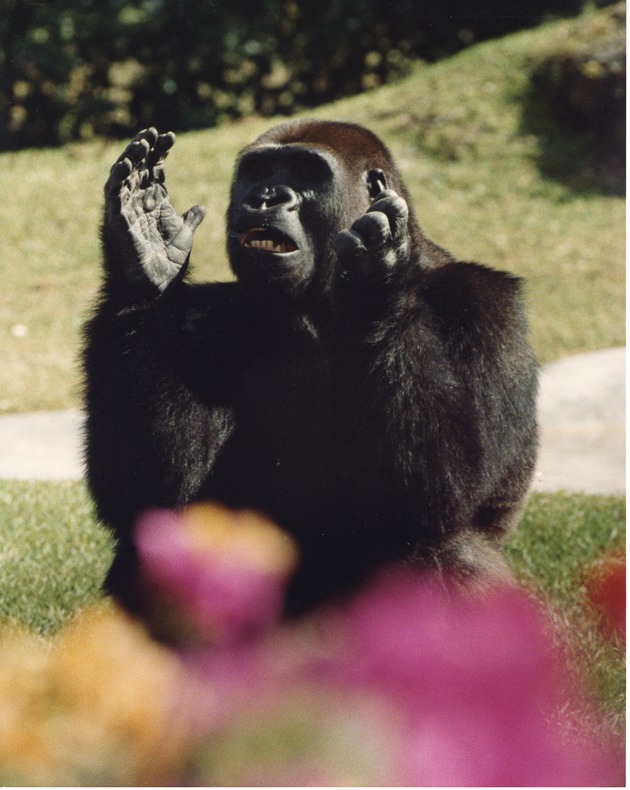 Lowland gorilla clapping his hands with a flower in the foreground at Miami Metrozoo