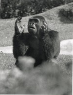 Lowland gorilla clapping his hands at the Miami Metrozoo