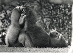 Lowland gorilla lying on their back grabbing their feet at Miami Metrozoo