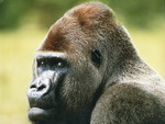 Lowland gorilla looking at camera in profile at Miami Metrozoo