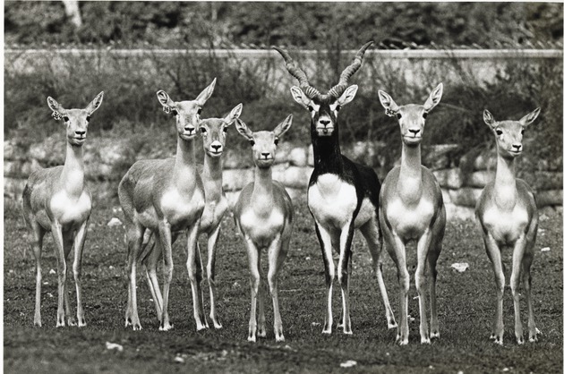 Herd of female and a single male Blackbuck at Miami Metrozoo