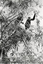 [1980/2000] Angola Colobus monkeys in the trees at Miami Metrozoo
