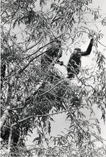 [1980/2000] Angola Colobus monkeys in trees looking away at Miami Metrozoo