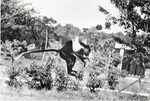 [1980/2000] Angola Colobus monkey leaping in habitat at Miami Metrozoo
