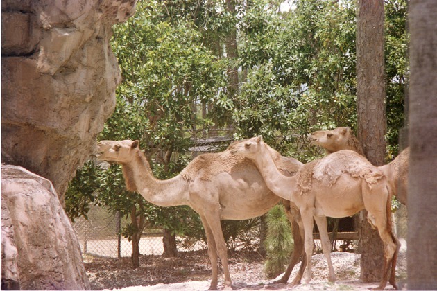 Three dromedary, single humped, camels standing by a cliff-face in habitat at Miami Metrozoo