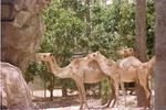 Three dromedary, single humped, camels standing by a cliff-face in habitat at Miami Metrozoo