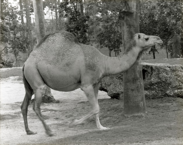 Dromedary camel on the move in habitat at Miami Metrozoo
