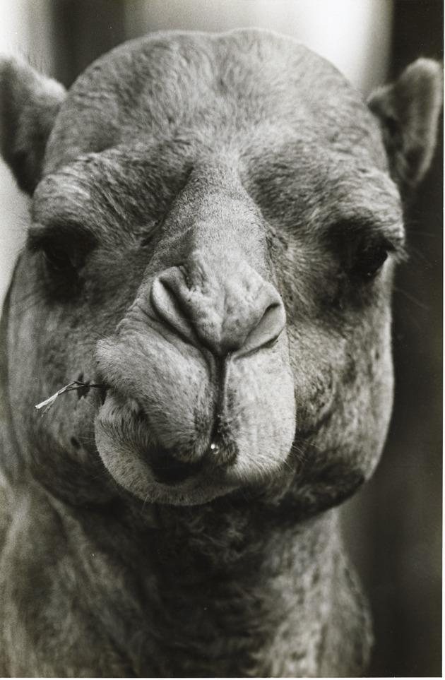 Close up of Dromedary camel at Miami Metrozoo