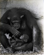 Mother chimpanzee Rosebud and daughter Binti  embracing at Miami Metrozoo