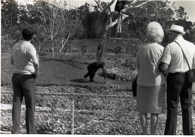 Adult chimpanzee being watched by visitors at Miami Metrozoo