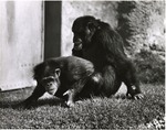 Chimpanzees mating in their habitat at Miami Metrozoo