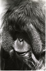 Male Sumatran Orangutan profile view at Miami Metrozoo