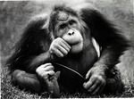 [1980/2000] Orangutan munching away while seated at Miami Metrozoo