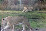 Two lionesses walking while another resting on the habitat's hillside at Miami Metrozoo