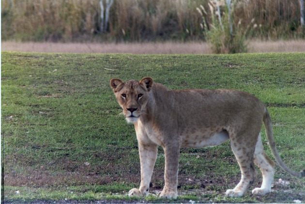 Lioness standing proudly in her habitat at Miami Metrozoo