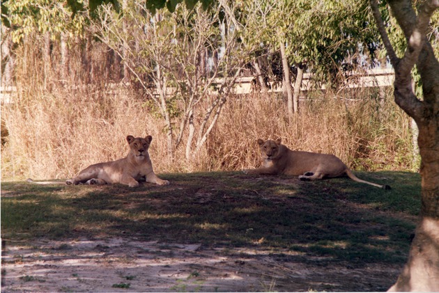 Two lionesses reclining in the shade at Miami Metrozoo