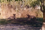 [1980/2000] Two lionesses reclining in the shade at Miami Metrozoo