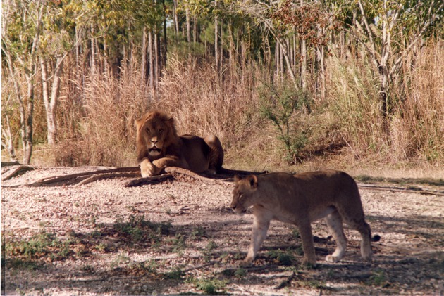 Lioness walking past a resting male lion at Miami Metrozoo
