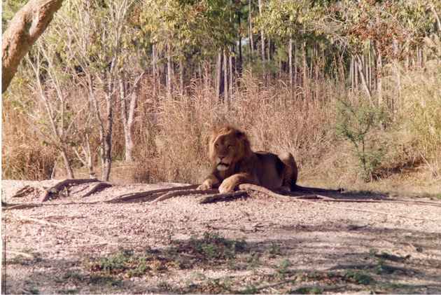 Lion resting on the roots of habitat trees at Miami Metrozoo