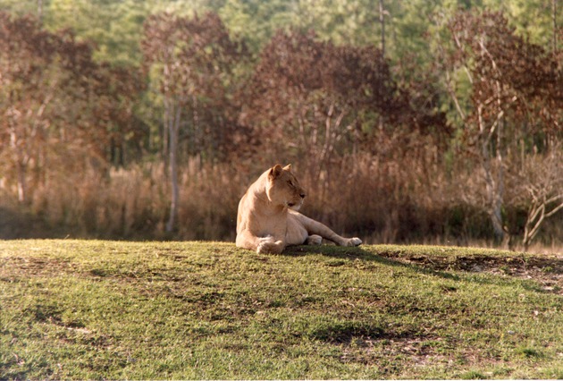 Lioness in repose on a hillside at Miami Metrozoo