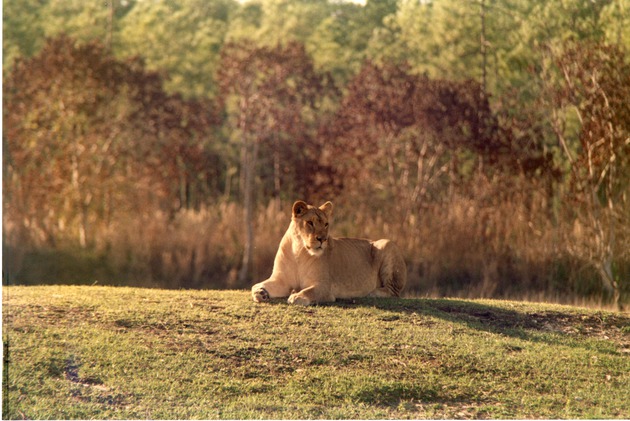 Lioness on a hillside at Miami Metrozoo