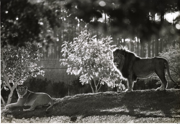 Lion and lioness hillside gazing out at their habitat at Miami Metrozoo