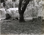 Lion and Lioness resting together under the shade of the tree at Miami Metrozoo